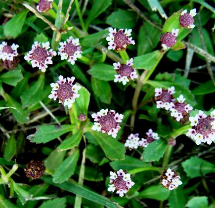 Phyla nodiflora